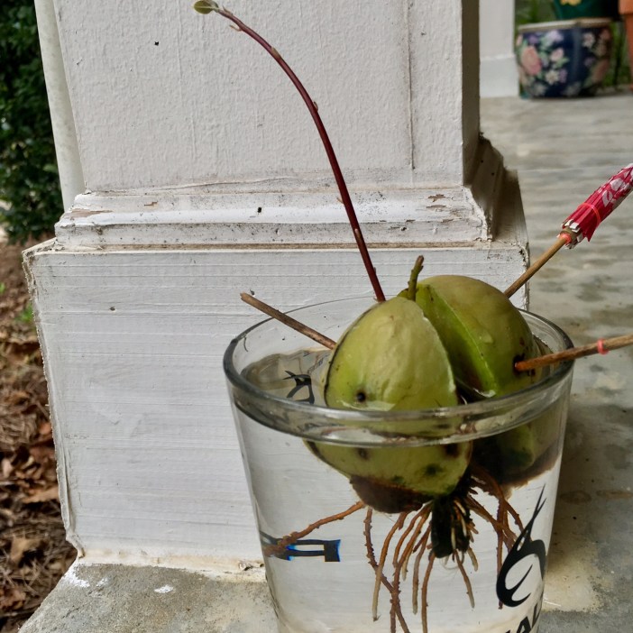 FullSizeRender (1).jpg