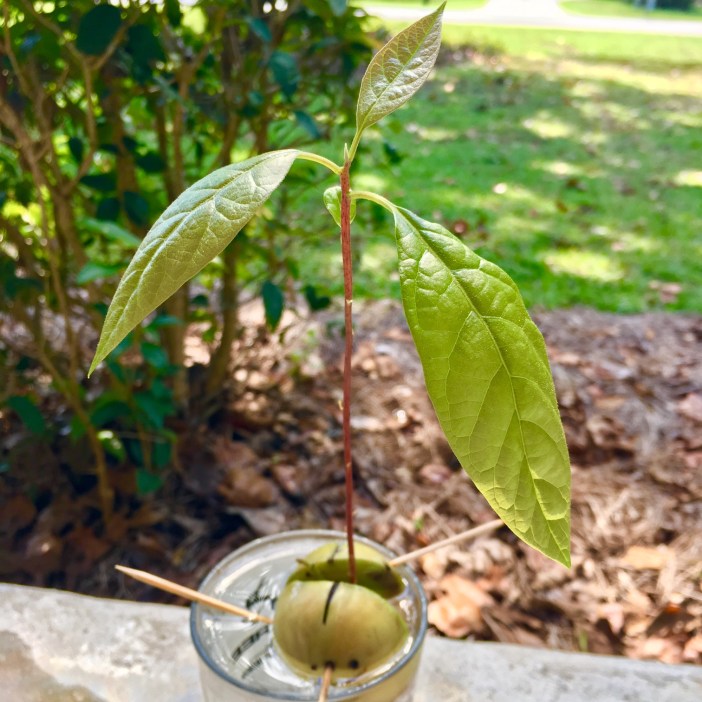 FullSizeRender (3).jpg