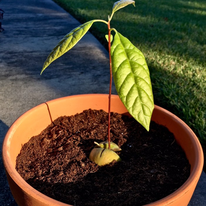 FullSizeRender (4).jpg